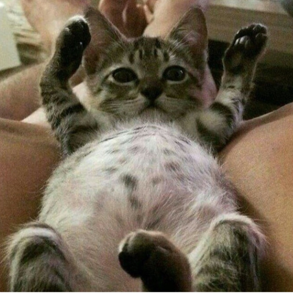 Meet your Posher, Jg